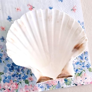 Decoupageset met Ierse sint-jakobsschelp en papier met zelfstudie