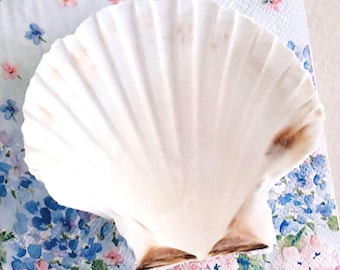 Kit de decoupage con conchas de vieira irlandesas y papel, con tutorial.