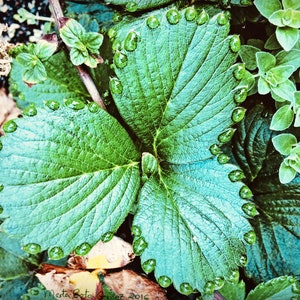 May include: A close-up of a green leaf with water droplets on the edges. The leaf is part of a strawberry plant and has a vibrant green color.