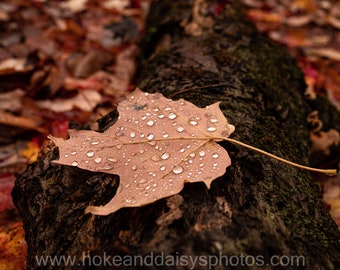 Fall Colors - Wet Leaf on a Fallen Tree Nature Print / New Hampshire / New England Photography