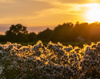 Golden Cotton Sunsets in Rural Ohio / Sunny Nature Landscape Photography / Farm Artwork