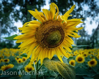 Yellow Sunflower Nature Print / Looking Down / Michigan Nature Photography