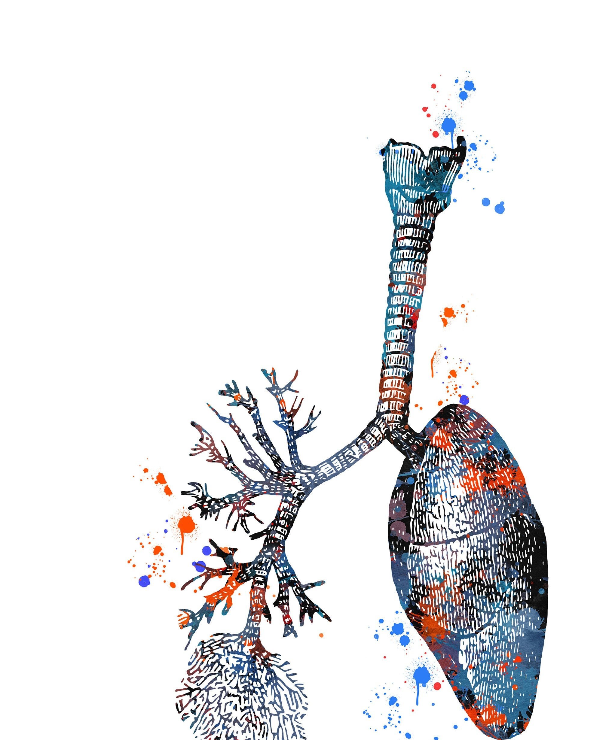 Human Lungs anatomy color splash print human lungs poster | Etsy