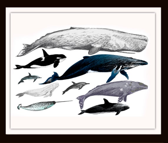 Dolphin Types Chart