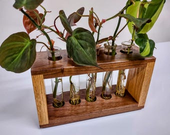 May include: A wooden propagation station with six glass tubes holding plant cuttings. The wood has a dark brown finish with lighter wood accents. The plants have green and reddish-brown leaves. The station is designed for indoor plant propagation.