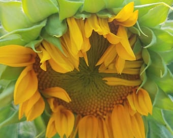 Flower seeds, sunflower seeds,  compact container sunflowers,  yellow sunflowers, double sunflower, dwarf sunflowers, container, start indoo