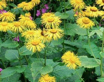 Inula, yellow perrenial, rare perrenial, bee loving flower, pollinators, tall perrenial, sunflower, full sun perrenial, native flower