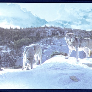 Może przedstawiać: Krajobraz z dwoma wilkami w zaśnieżonym górskim otoczeniu. Jeden wilk stoi na ośnieżonej skale, drugi jest pochylony. Tło przedstawia las i pochmurne niebo.