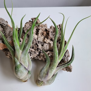 May include: Two air plants with long, green leaves and bulbous bases are displayed on a piece of textured, brown bark. The plants have a light green and purple hue. The background is a plain white surface.