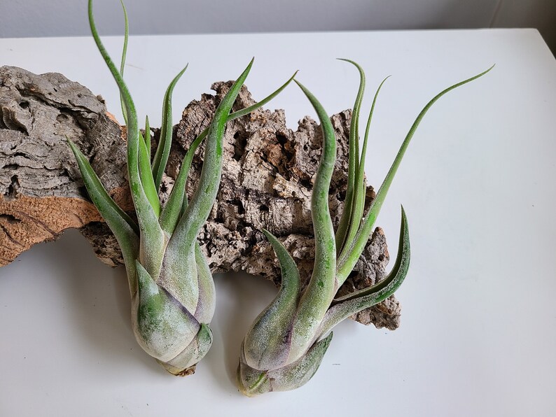 May include: Two air plants with long, green leaves and bulbous bases are displayed on a piece of textured, brown bark. The plants have a light green and purple hue. The background is a plain white surface.