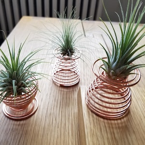 Air Plant, Spiral Air Plant Holder, Desk Decor, Office Desk Plant, Party Favor, Tillandsia, Plant Gift, Small Plant, Wedding Shower, Hostess