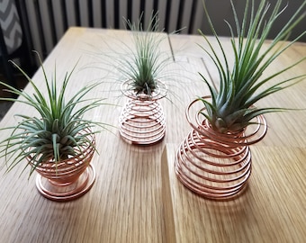 Air Plant, Spiral Air Plant Holder, Desk Decor, Office Desk Plant, Party Favor, Tillandsia, Plant Gift, Small Plant, Wedding Shower, Hostess