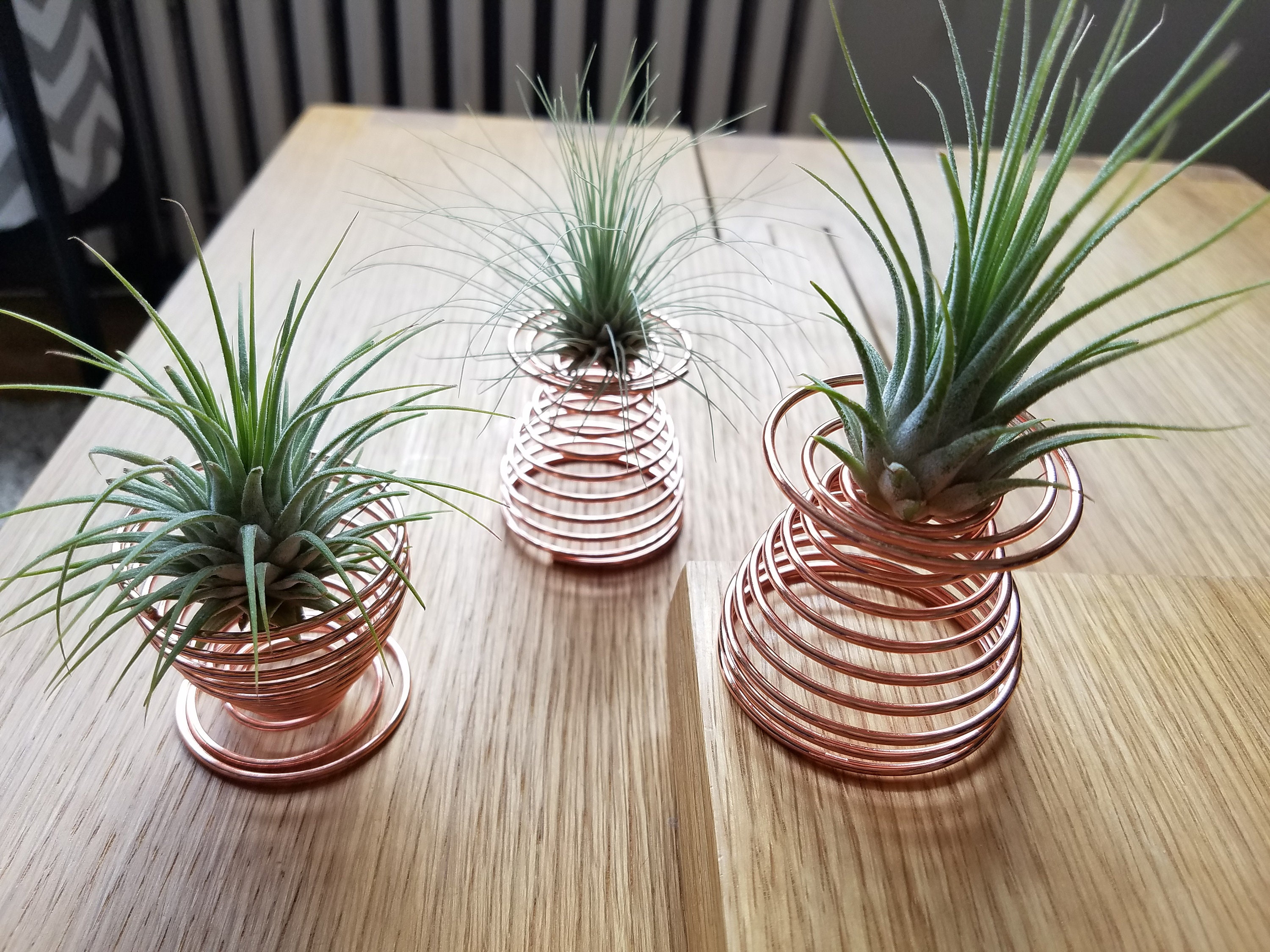 Handcrafted Live Air Plant Arrangement | Office Desk Indoor Plant | Unique  Gift