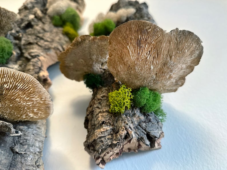 May include: Two pieces of driftwood with brown bark and green moss, each with a light brown mushroom attached. The mushrooms have a fan-like shape and a textured surface.
