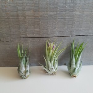 May include: Three small air plants, also known as tillandsia, are arranged in a row on a white surface. The plants are green with a light dusting of white. The plant in the middle has a small purple flower bud.