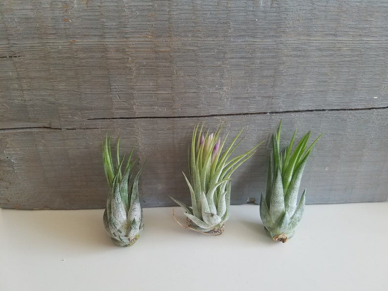 May include: Three small air plants, also known as tillandsia, are arranged in a row on a white surface. The plants are green with a light dusting of white. The plant in the middle has a small purple flower bud.