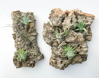 Vertical Garden Wall Decor, Live Plant Wall, Air Plant Gift, Natural Display, Hanging Air Plants on Cork Bark Wood, Tillandsia Wall Holder