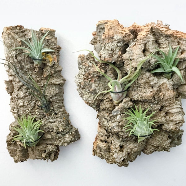 Vertical Garden Wall Decor, Live Plant Wall, Air Plant Gift, Natural Display, Hanging Air Plants on Cork Bark Wood, Tillandsia Wall Holder