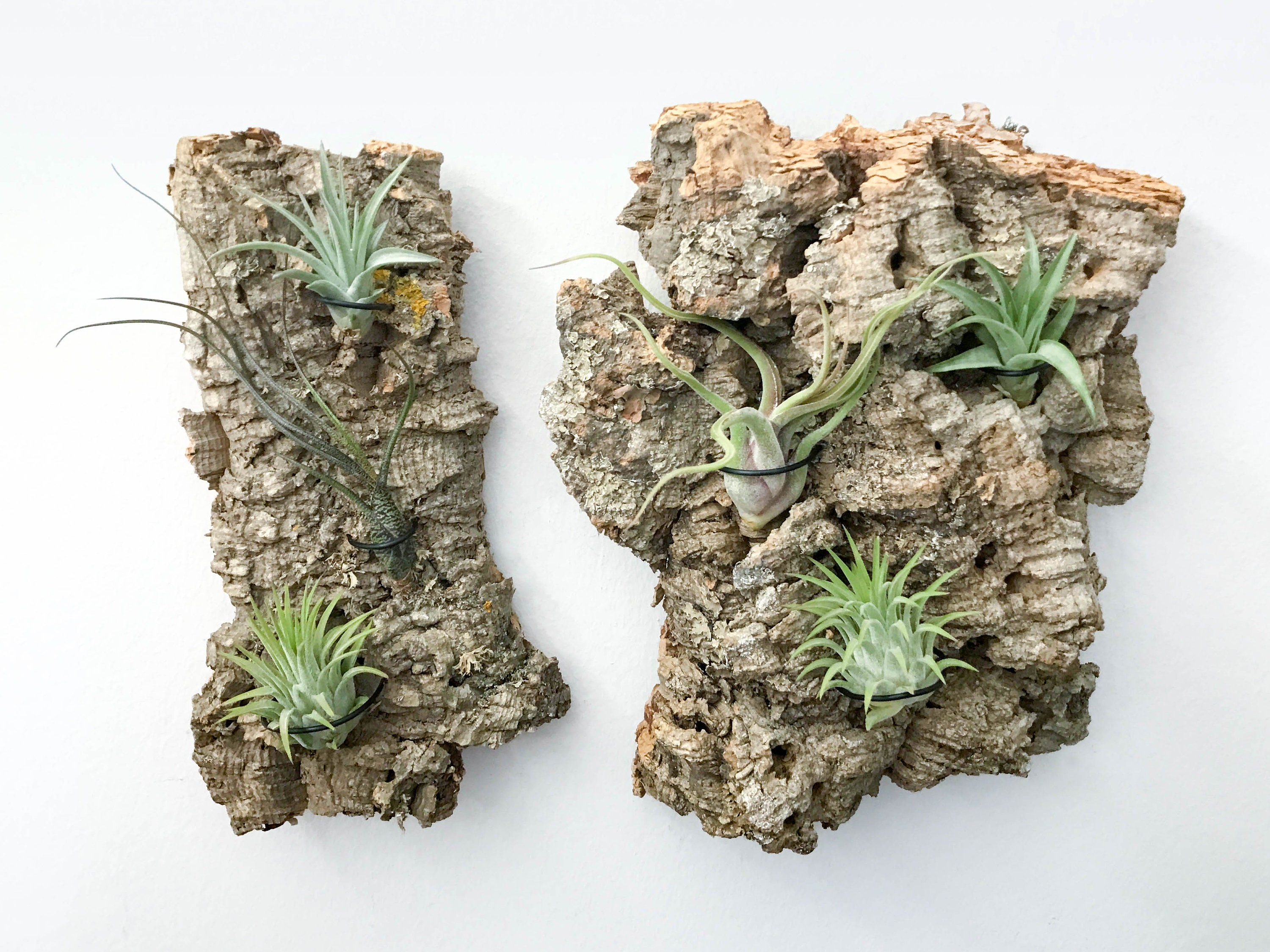 Natural Wood Air Plant Displays for Tillandsia｜Cork Bark｜Holders – Air Plant  Supply Co.