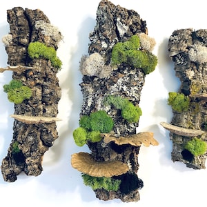 May include: Three pieces of bark with different types of moss and mushrooms growing on them. The bark is a light brown color and the moss is a vibrant green. The mushrooms are a light brown color and have a textured surface.
