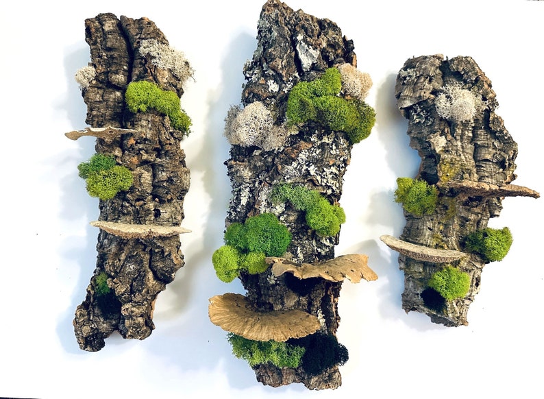 May include: Three pieces of bark with different types of moss and mushrooms growing on them. The bark is a light brown color and the moss is a vibrant green. The mushrooms are a light brown color and have a textured surface.