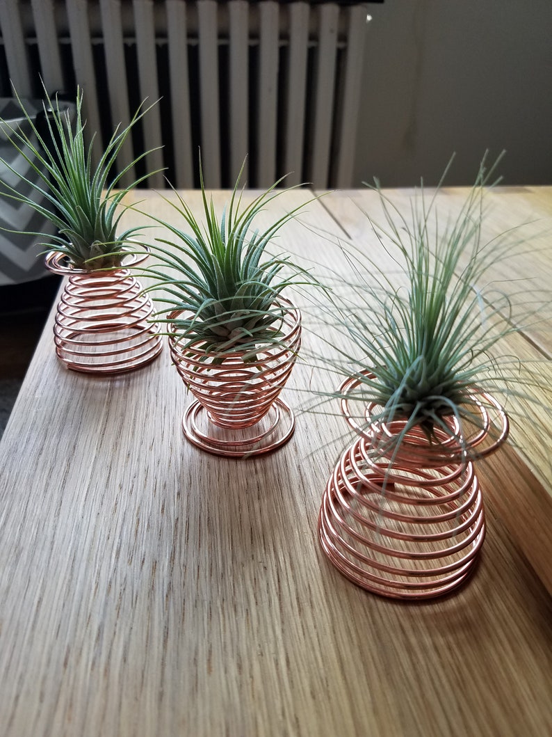 Air Plant Spiral Air Plant Holder Desk Decor Office Desk Etsy