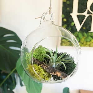 Air Plant Terrarium, Plant Mom Gift, Hanging Holder, Air Plant Globe, 3 Glass Orb, Small Hanging Kit, Desk Display, Moss Decor Plantscape image 2