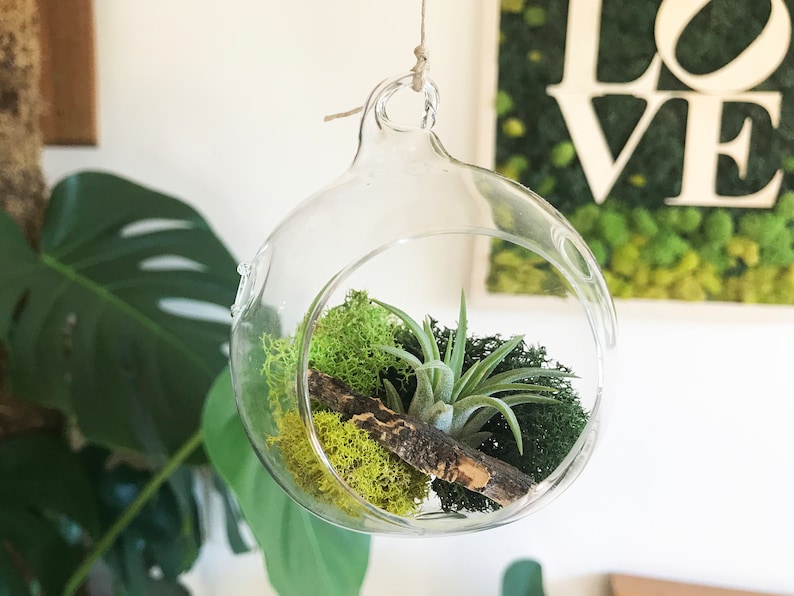 Air Plant Terrarium, Plant Mom Gift, Hanging Holder, Air Plant Globe, 3 Glass Orb, Small Hanging Kit, Desk Display, Moss Decor Plantscape image 2