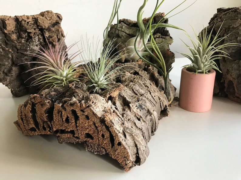 Virgin Cork Bark Air Plant Display Terrarium Decor Air Plant Etsy