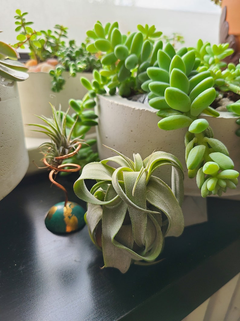 Streptophylla Air Plant Indoor House Plant Live Plant Gift Etsy