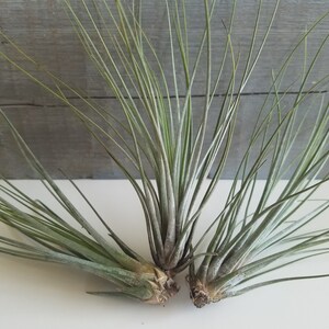 May include: Three air plants, also known as Tillandsia, with long, thin, green leaves. The plants are arranged in a fan shape and are sitting on a white surface.