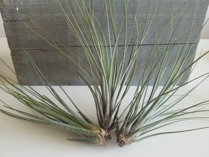 May include: Three air plants, also known as Tillandsia, with long, thin, green leaves. The plants are arranged in a fan shape and are sitting on a white surface.