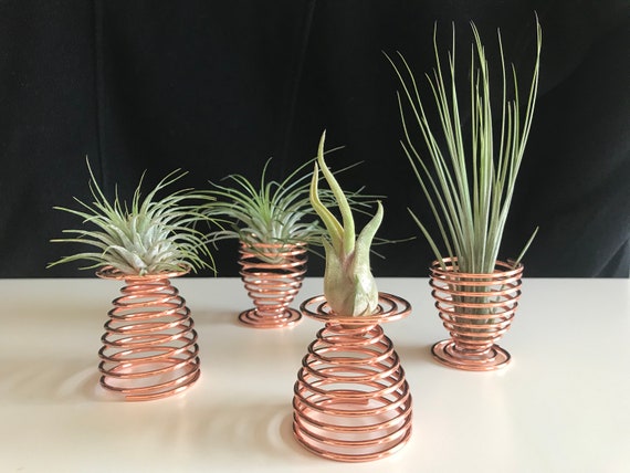 flowering lavender plants Bring Home Grosso Lavender Plants for a Fragrant Garden Glow – Greenwood  Nursery main image 1