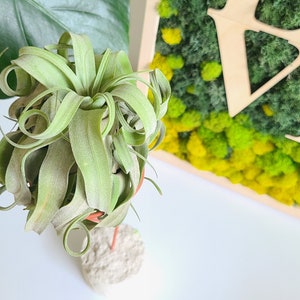 May include: A green air plant with curly leaves sits on a small, round, white stand. The plant is in front of a wooden frame with the word "LOVE" cut out of it. The frame is filled with green and yellow moss.