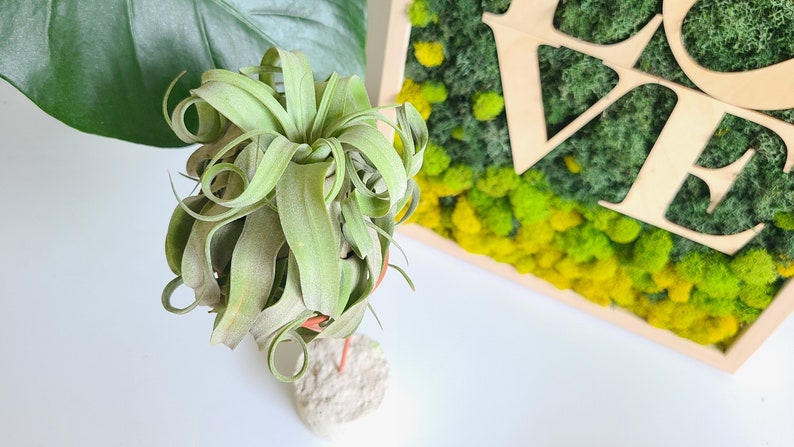 May include: A green air plant with curly leaves sits on a small, round, white stand. The plant is in front of a wooden frame with the word "LOVE" cut out of it. The frame is filled with green and yellow moss.