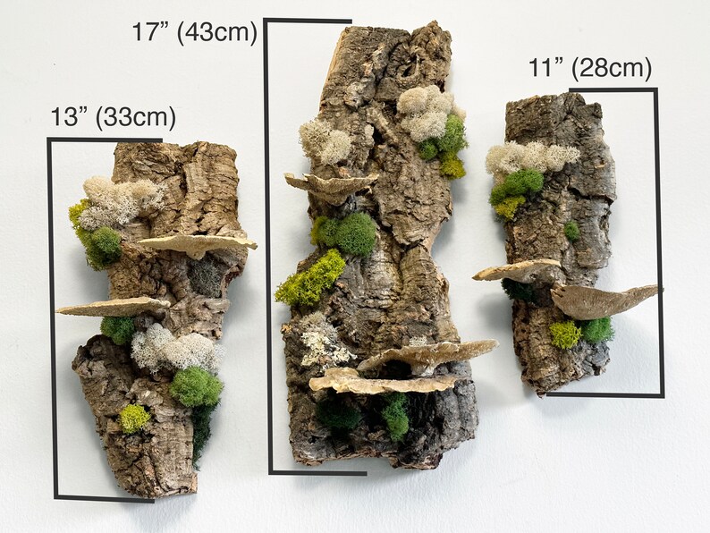 May include: Three pieces of bark with different textures and colors, covered in moss and lichen. The bark pieces are 17 inches by 13 inches, 11 inches by 11 inches, and 11 inches by 11 inches.
