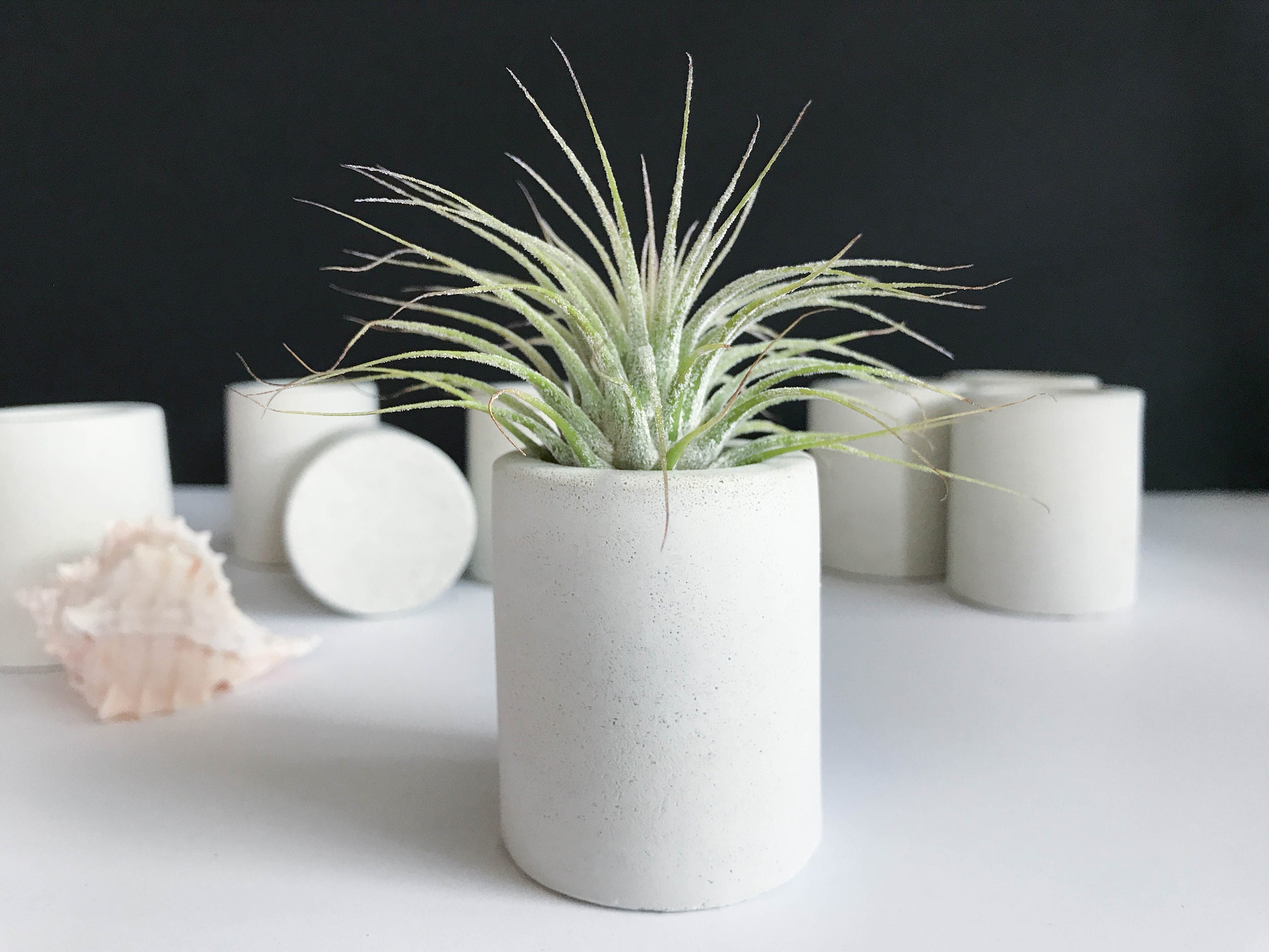 Air Plant Holders Concrete Air Plant Pot Dorm Desk Decor Etsy