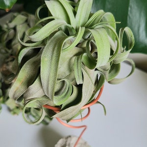 May include: A green air plant with long, curled leaves is displayed in a copper wire stand. The stand is attached to a small, round, gray concrete base.