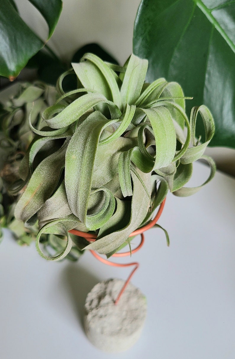 May include: A green air plant with long, curled leaves is displayed in a copper wire stand. The stand is attached to a small, round, gray concrete base.
