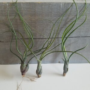 May include: Three air plants with long, thin, green leaves. The plants are arranged in a row on a white surface. The plants are all about the same size and have a similar shape.