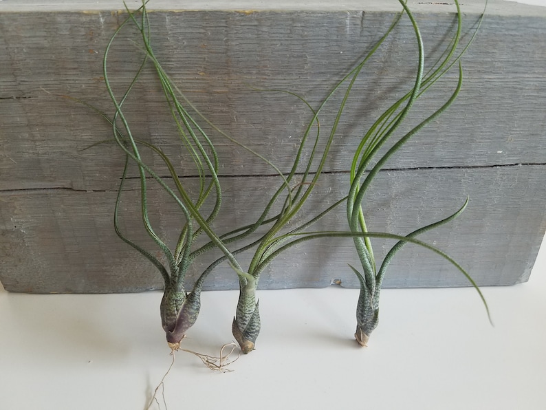 May include: Three air plants with long, thin, green leaves. The plants are arranged in a row on a white surface. The plants are all about the same size and have a similar shape.