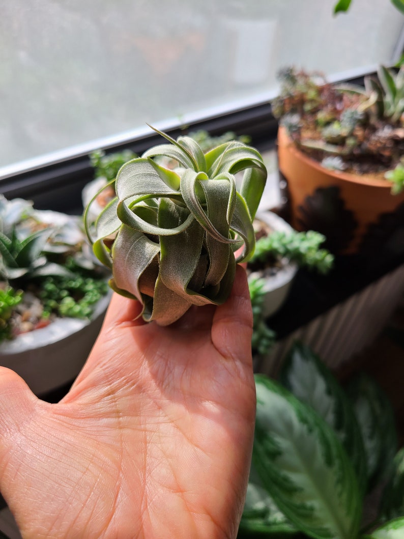 Streptophylla Air Plant Indoor House Plant Live Plant Gift Etsy