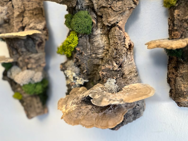 May include: Three pieces of cork bark with different types of moss and lichen growing on them. The bark is a light brown color and the moss is a vibrant green. The lichen is a light gray color. The bark is arranged in a vertical fashion.
