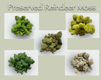 Green Moss for DIY Projects & Crafts, Wedding Supply, Terrarium Decor, Floral Display, Moss Wall Art, Fairy Garden, Preserved Reindeer Moss