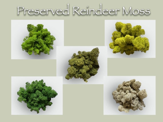 Green Moss for DIY Projects & Crafts, Wedding Supply, Terrarium Decor,  Floral Display, Moss Wall Art, Fairy Garden, Preserved Reindeer Moss 