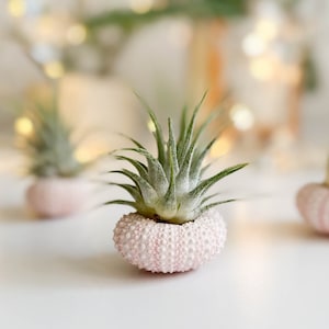 Planta aérea en concha, soporte para planta aérea, accesorios de oficina rosas, decoración de escritorio, tillandsia, detalle para bodas, pequeño regalo de planta, erizo de mar