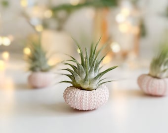 Air Plant in Seashell, Air Plant Holder, Pink Office Accessories, Desk Decor, Tillandsia, Wedding Party Favor, Small Plant Gift, Sea Urchin