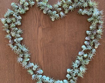 Small Ionantha Air Plants Bulk, 1"-1.5" Tillandsia, Wedding Favors, Terrarium Craft Supplies, Wholesale Live Plants, Sets of 10, 50 or 100