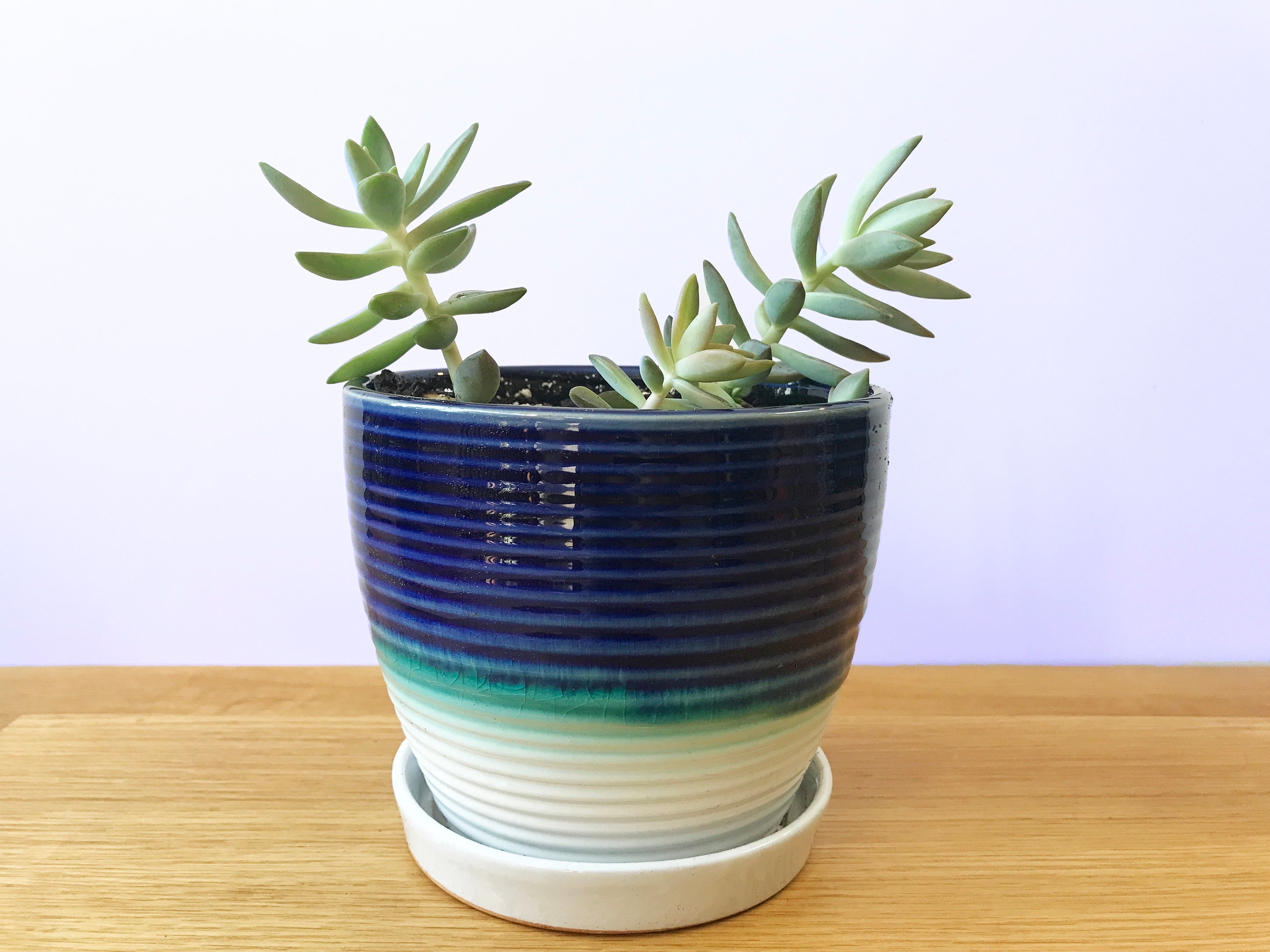 White Oval 6.8 Ceramic Succulent Planter Pot with Bamboo Saucer, Window  Plant Container Box