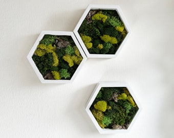 Moss Wall Art Hexagon, Greenery Wall Art Decor, Wood Hexagon, Honeycomb Decorations, Preserved Moss, Botanical Green Wooden Hanging, Walnut